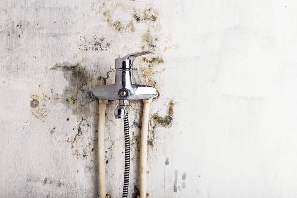 Best Local Mold Removal Service  in Montgomeryville, PA