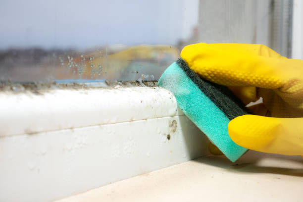 Best Residential Mold Removal  in Montgomeryville, PA