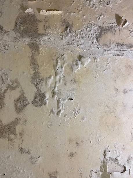 Best Toxic Mold Removal  in Montgomeryville, PA